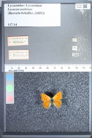 Media type: image;   Entomology 64805
